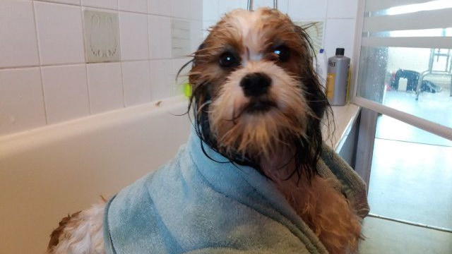 Le voici après sa séance de toilettage !