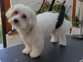 chien