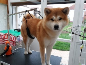 chien