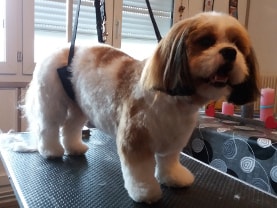 chien