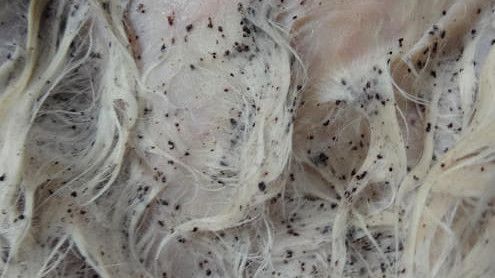 Photo de déjections de puces