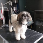 Illustration chien toilettage